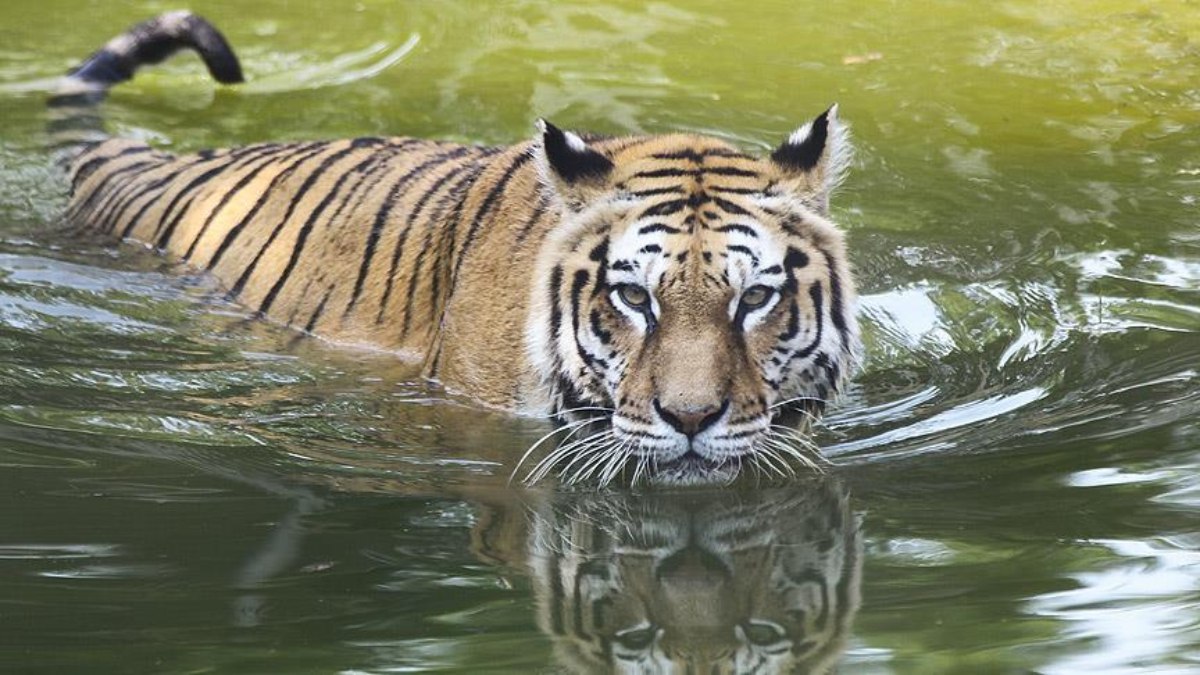 Çin’de bir hayvanat bahçesi romatizmayı tedavi ettiği iddiasıyla kaplan idrarı satmaya başladı